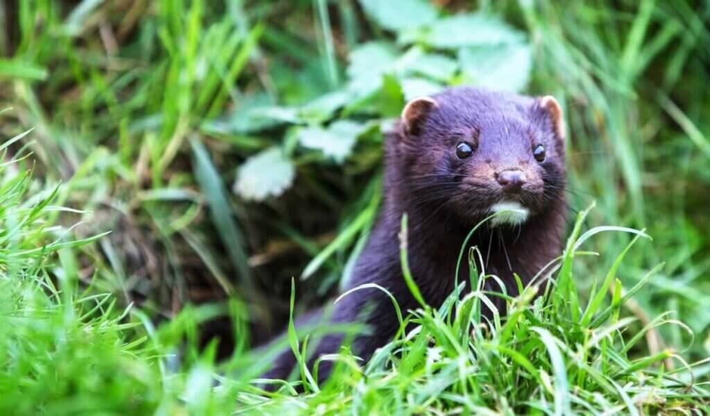 Black mink in the grass