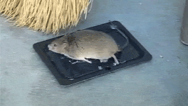Guía compasiva para alejar ratones: 9 pasos para un hogar libre de roedores  - Entradas - PETA Latino