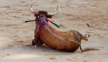 Exige a los funcionarios mexicanos que protejan a los toros de la cruel explotación