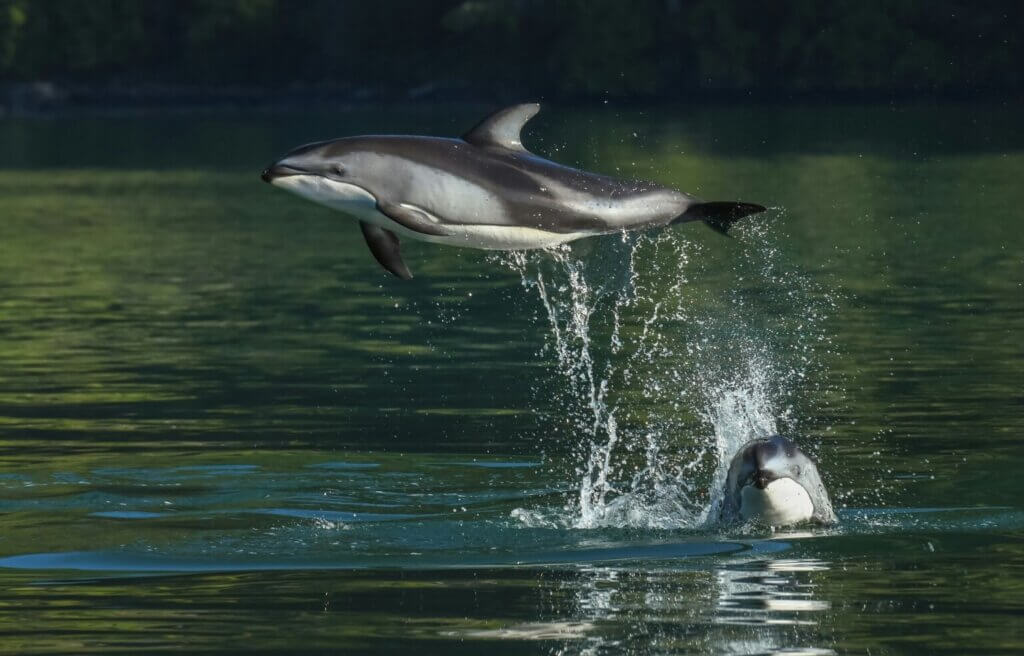 Dolphins living in nature