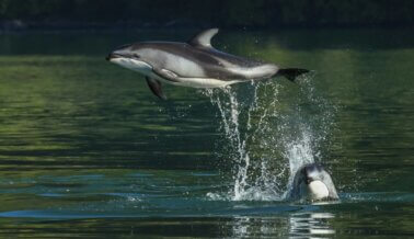 Tres nuevos cetáceos nacen para una vida de cruel explotación en SeaWorld