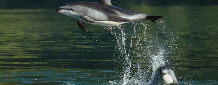 Tres nuevos cetáceos nacen para una vida de cruel explotación en SeaWorld