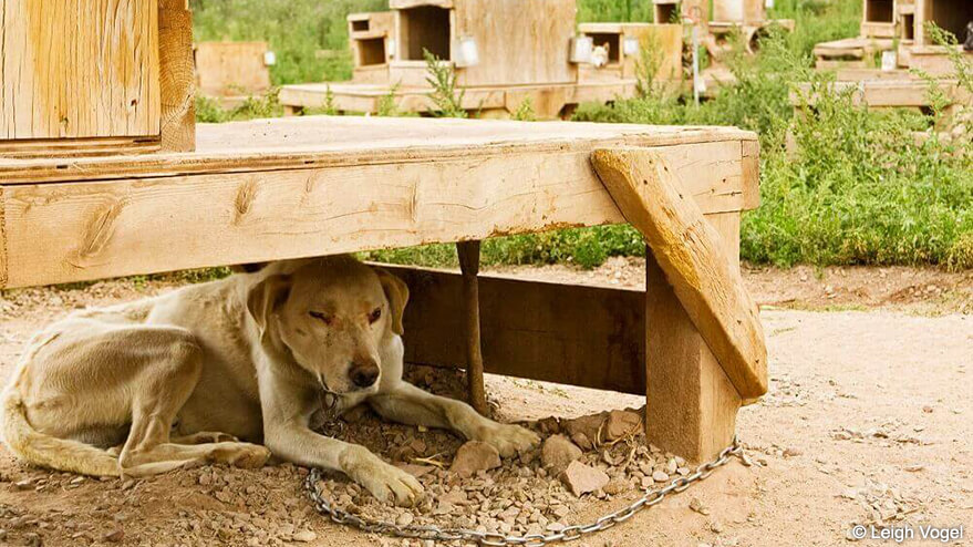 con cuantos perros tienes que acabar en el iditarod