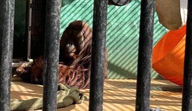 Primates Sufren en un Santuario Falso, ¡Actúa Ya!