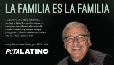 Edward James Olmos: La Familia es la Familia