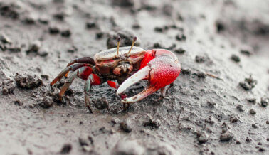 ¿Por qué las personas comen diferentes especies de cangrejos?