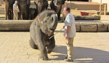 Zoológico de Hanover tortura a elefantes bebé