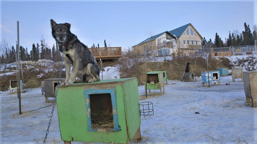 con cuantos perros tienes que acabar en el iditarod