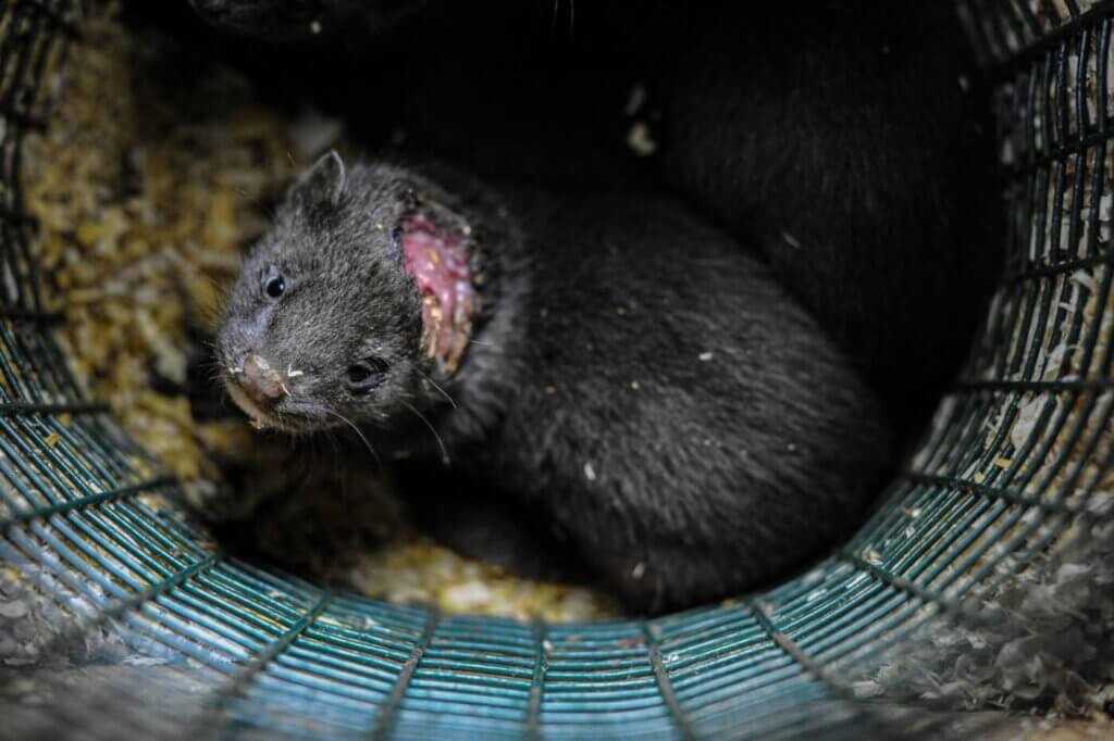 Mink on fur farm