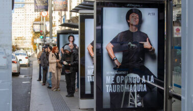 ¡Sir Paul McCartney quiere que todos “Come Together” para prohibir las corridas de toros! Mira su poderosa campaña publicitaria con PETA Latino