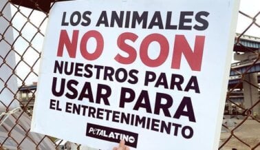 No dejes que la Muerte de la Activista por los Derechos Animales Monserrat Zacatelco sea en Vano