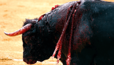 Pídele a la alcaldesa Verónica Delgadillo que prohíba las corridas de toros en Guadalajara