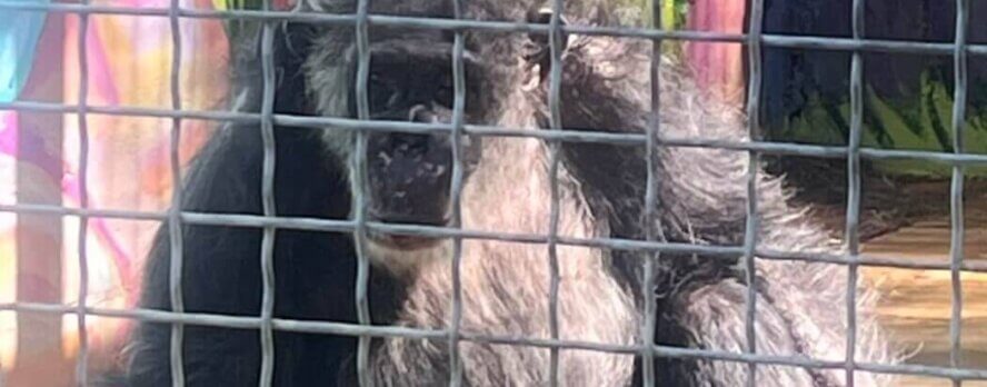 Ayuda a chimpancés como los que ves en Chimp Crazy con estas alertas de acción de PETA