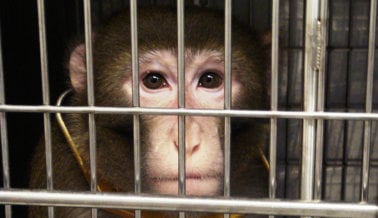 Dile al Congreso: Financien Métodos de Investigación Modernos en Lugar de Experimentos Crueles en Animales