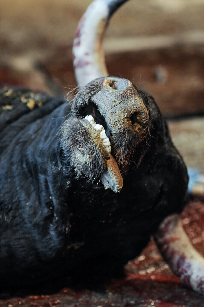 Toro muerto con la legua afuera. tauromaquia