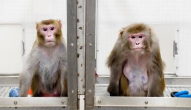 Experimentadores de UW-Madison Congelan Bebés Vivos, Hacen Pasar Hambre a los Animales