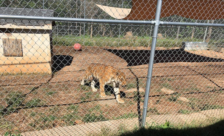 Una Historia Accidentada En El ‘Santuario’ Shalom Wildlife | PETA Latino