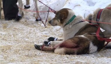 Pídele a esta organización de salud católica que corte lazos con el mortal Iditarod