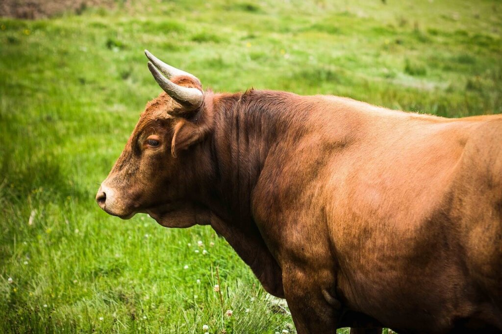 Brown bull in grass