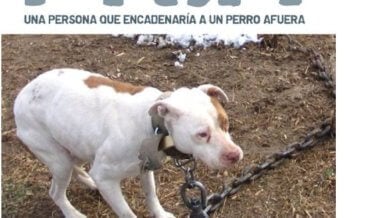 Fría: Una persona que encadenaría a un perro afuera