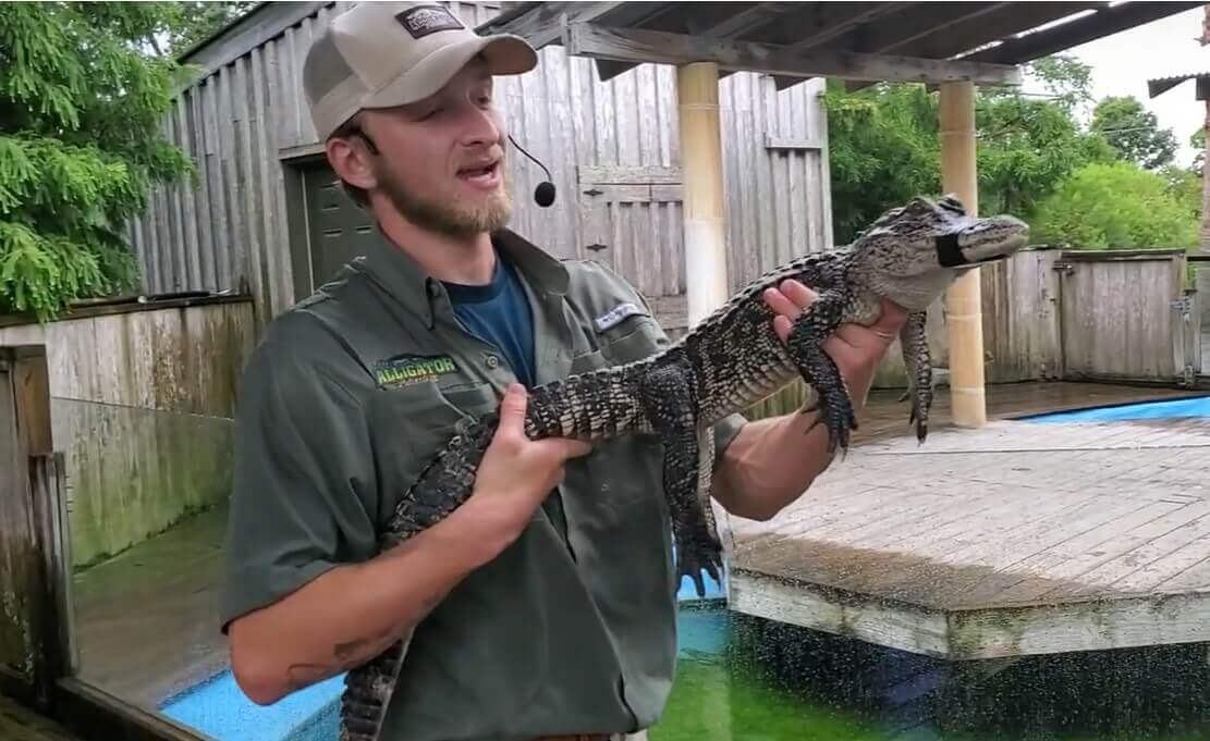 Dile A Alligator Adventure Que Ponga Fin A La Violencia Contra Los