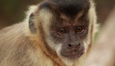 Detén el espectáculo: exige que Apple implemente la prohibición de primates ya