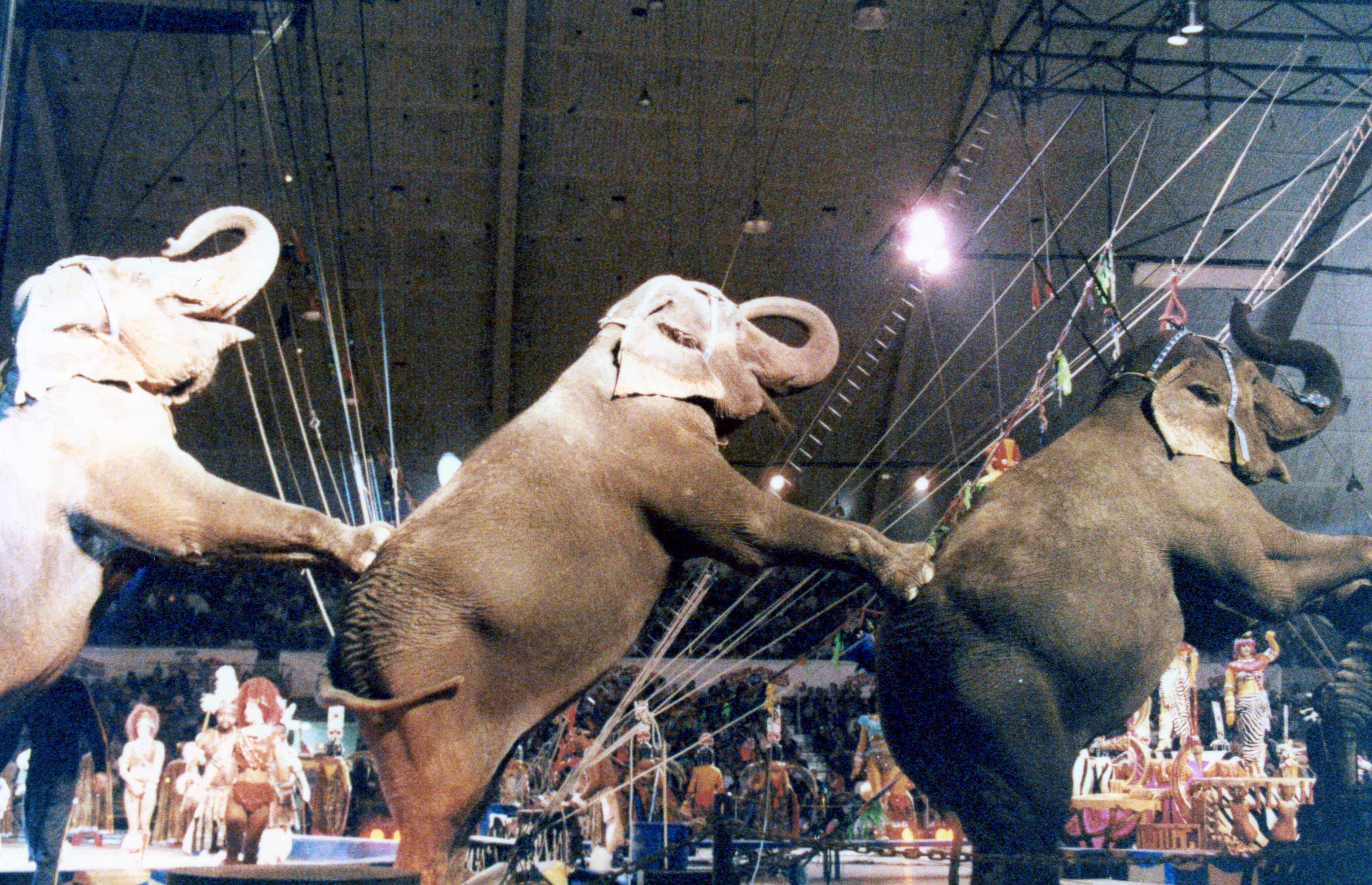 10 Razones Para No Asistir Al Circo Entradas Peta Latino