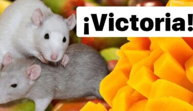 ¡Victoria! La Junta Nacional del Mango pone fin a las pruebas turbias en ratas y ratones tras presión de PETA