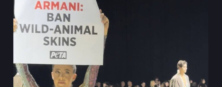 ¡Desfile de Giorgio Armani interrumpido! Aliada de PETA por los aligátores le dice al diseñador de lujo que deje de usar pieles de animales