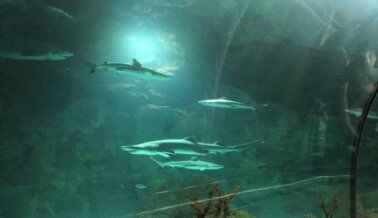 La “Experiencia con Tiburones” de SeaWorld no es tan “Suprema” para los tiburones maltratados
