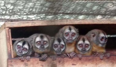 PETA al Gobierno de Colombia: ¡Prohíban YA la captura de monos para experimentos biomédicos cuestionables!