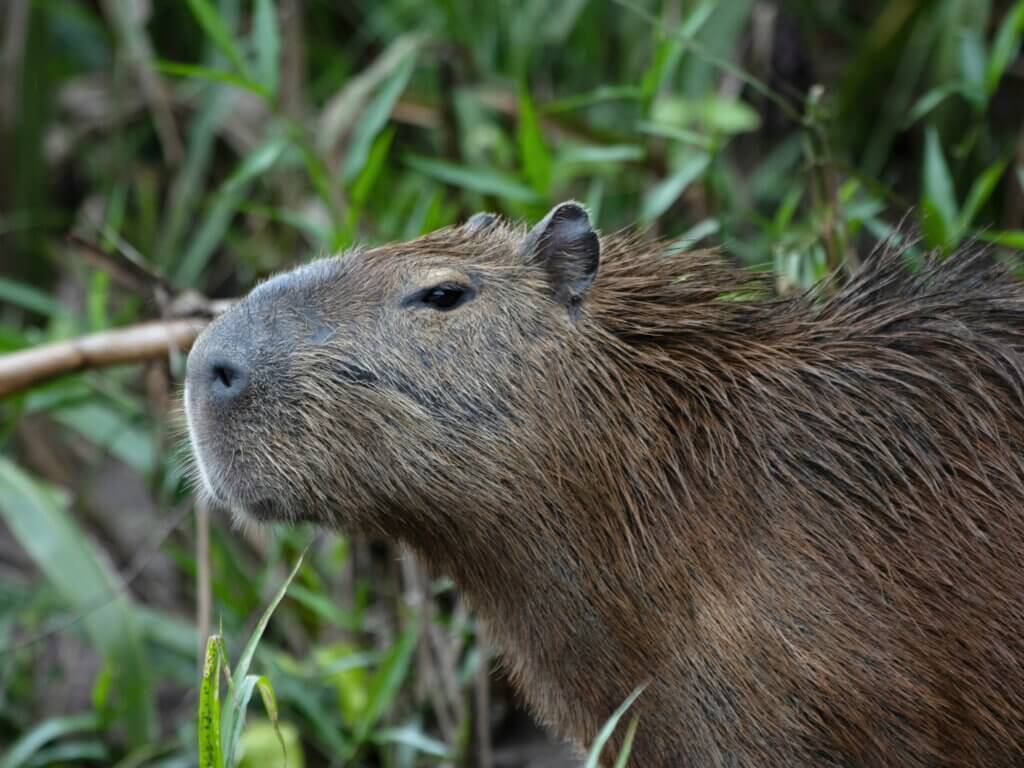 capybara