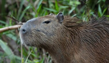 Viviendo en armonía con los capibaras en Nordelta