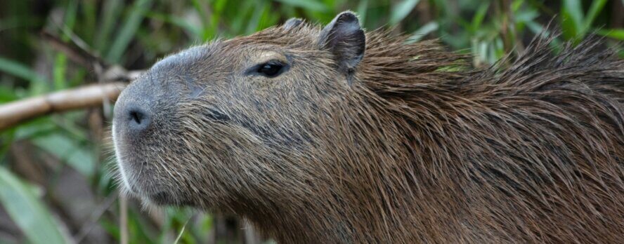 Viviendo en armonía con los capibaras en Nordelta