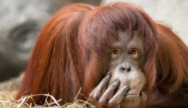 Video: Orangután disfrazado, ridiculizado y obligado a tomarse selfis con turistas