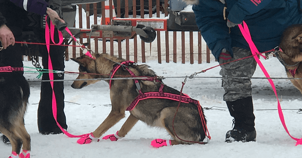 con cuantos perros tienes que acabar en el iditarod